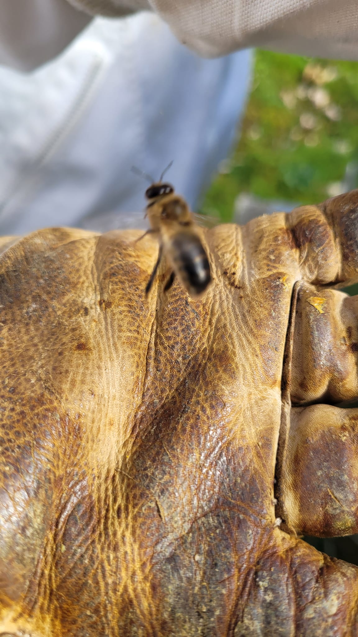 Drohnen%20sind%20auch%20schon%20im%20Volk Drohnen%20sind%20auch%20schon%20im%20Volk